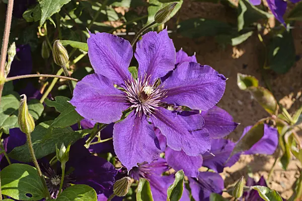 475082 - Clematis (Clematis Gipsy Queen)