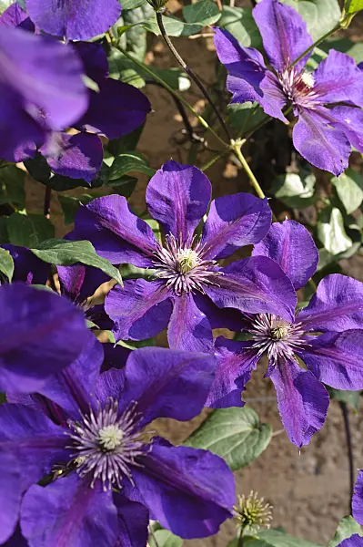 475083 - Clematis (Clematis Gipsy Queen)