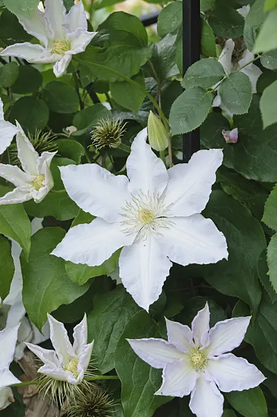 473109 - Clematis (Clematis Gladys Picard)