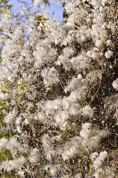 489120 - Clematis (Clematis glauca)