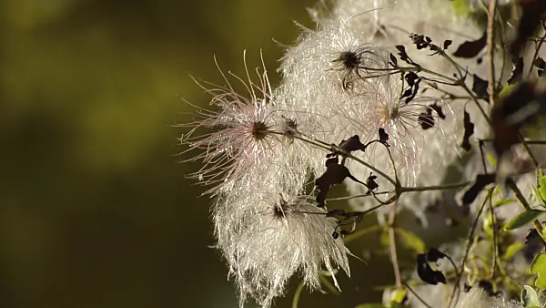513075 - Clematis (Clematis glauca)