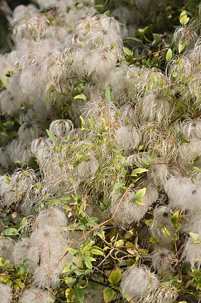 524121 - Clematis (Clematis glauca)