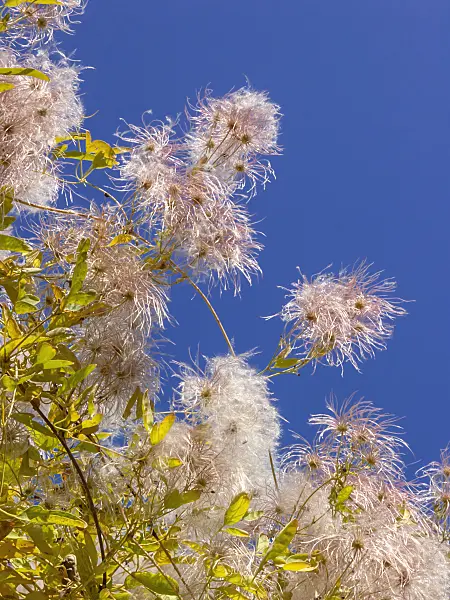 406035 - Clematis (Clematis glauca) in the sun in front of a deep blue sky
