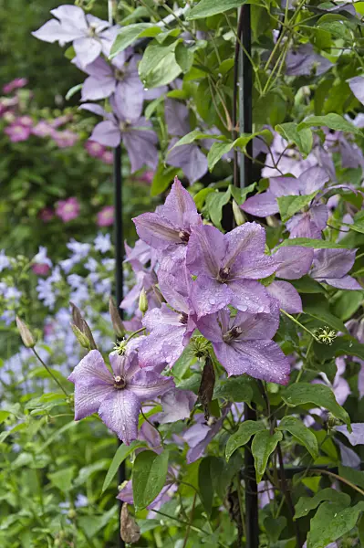 510052 - Clematis (Clematis Hagleys Hybrid)