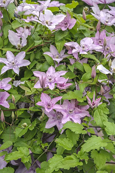 575060 - Clematis (Clematis Hagleys Hybrid)