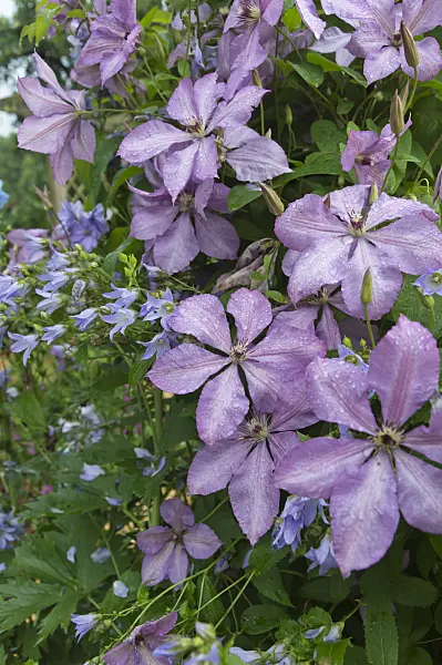 510053 - Clematis (Clematis Hagleys Hybrid) and milky bellflower (Campanula lactiflora)