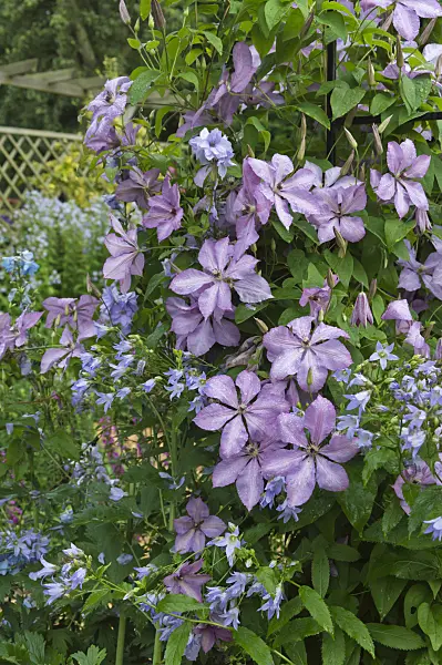 510054 - Clematis (Clematis Hagleys Hybrid) and milky bellflower (Campanula lactiflora)