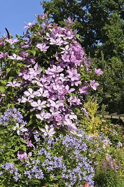 522055 - Clematis (Clematis Hagleys Hybrid) and milky bellflower (Campanula lactiflora)