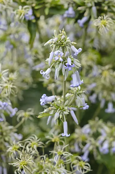 547363 - Clematis (Clematis heracleifolia)