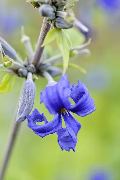 475091 - Clematis (Clematis heracleifolia 'Côte d'Azur')