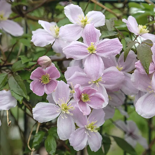 547114 - Clematis (Clematis Mayleen)