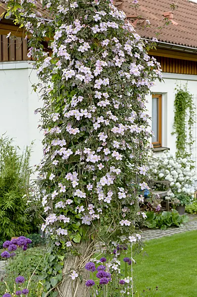 593052 - Clematis (Clematis Mayleen)