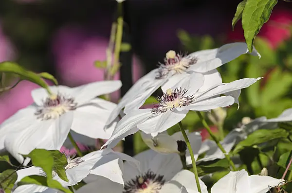 496268 - Clematis (Clematis Miss Bateman)