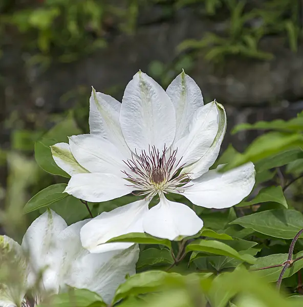 651175 - Clematis (Clematis Miss Bateman)