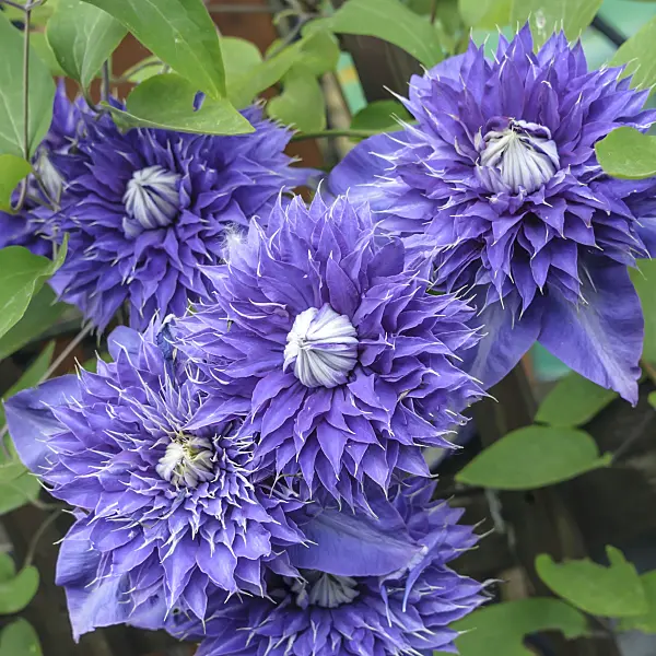 558079 - Clematis (Clematis Multi Blue)