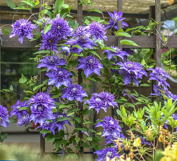 575064 - Clematis (Clematis Multi Blue)
