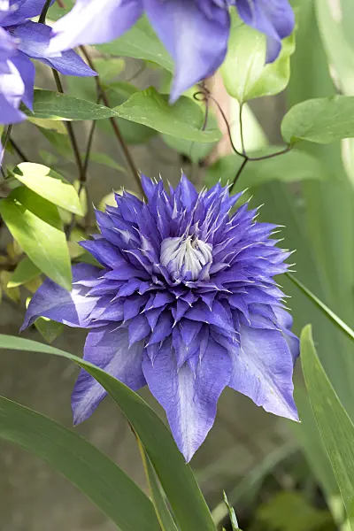 651176 - Clematis (Clematis Multi Blue)