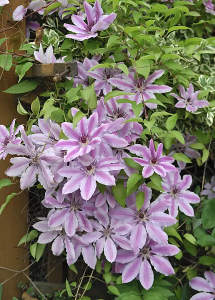471376 - Clematis (Clematis Nelly Moser)