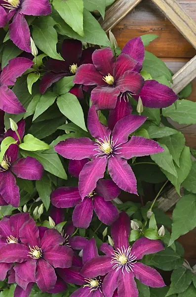 497181 - Clematis (Clematis Niobe)