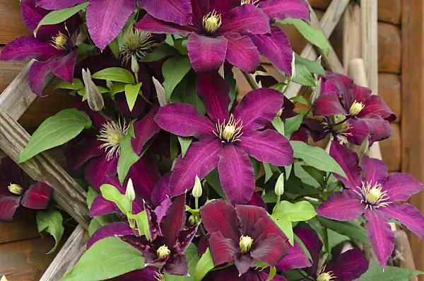 497182 - Clematis (Clematis Niobe)