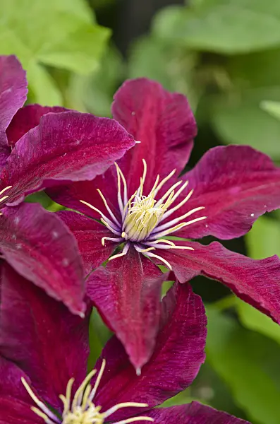 521308 - Clematis (Clematis Niobe)