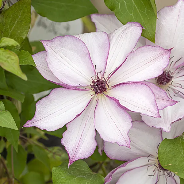 616186 - Clematis (Clematis Omoshiro)