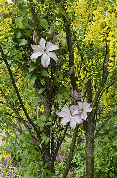 544117 - Clematis (Clematis Omoshiro) and common laburnum (Laburnum anagyroides)