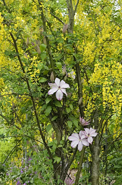 544119 - Clematis (Clematis Omoshiro) and common laburnum (Laburnum anagyroides)