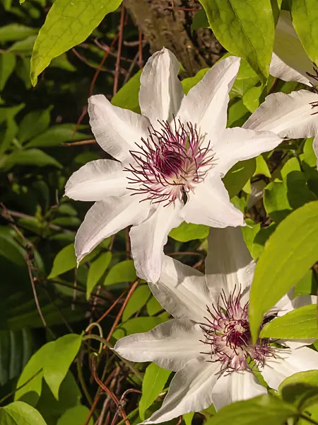 401242 - Clematis (Clematis patens)