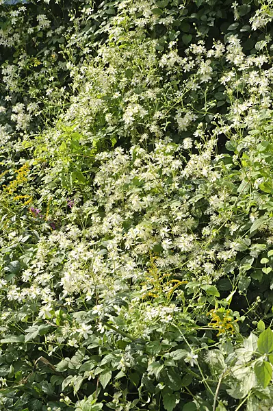 487264 - Clematis (Clematis Paul Farges)