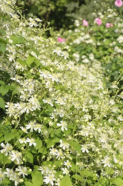 487265 - Clematis (Clematis Paul Farges)