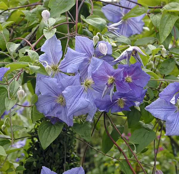 454011 - Clematis (Clematis Perle d'Azur)