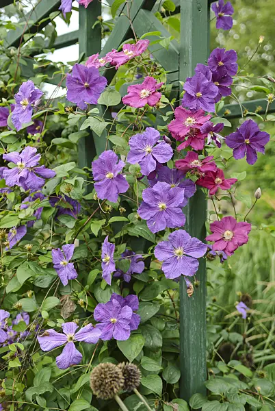 517125 - Clematis (Clematis Perle d'Azur) and Italian clematis (Clematis viticella 'Abundance')