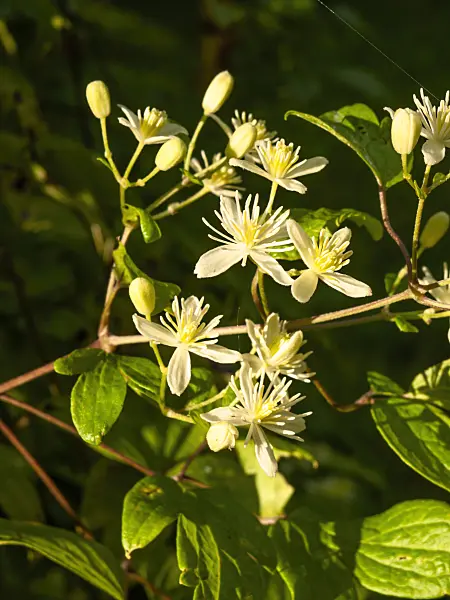 464084 - Clematis (Clematis pierottii)