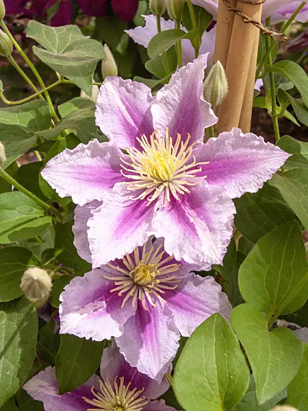 426032 - Clematis (Clematis Piilu)