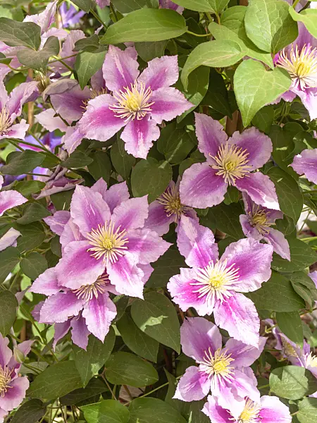 426034 - Clematis (Clematis Piilu)