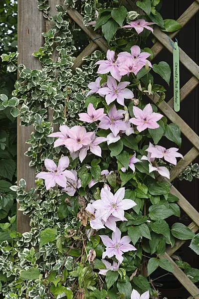 474098 - Clematis (Clematis Pink Fantasy)