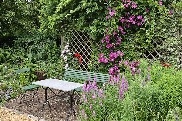 474097 - Clematis (Clematis Pink Fantasy and Clematis Ernest Markham) behind a seating area