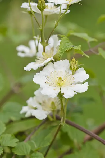 521525 - Clematis (Clematis potaninii syn. Clematis fargesii)