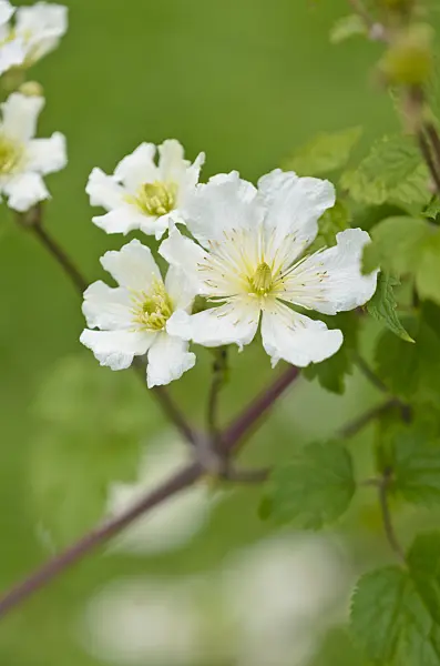 521526 - Clematis (Clematis potaninii syn. Clematis fargesii)