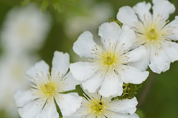 521527 - Clematis (Clematis potaninii syn. Clematis fargesii)