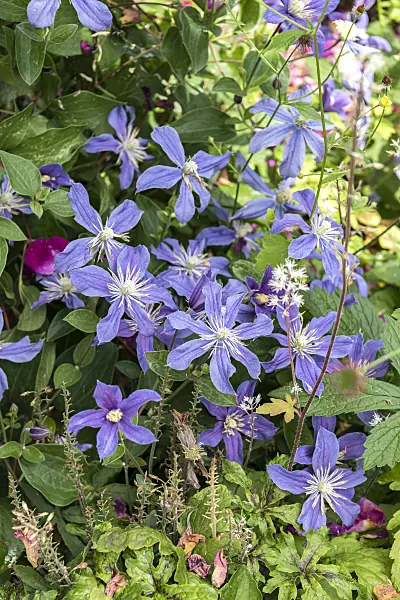 638053 - Clematis (Clematis Prince Charles)