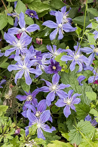 638054 - Clematis (Clematis Prince Charles)