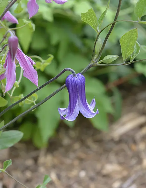 575065 - Clematis (Clematis Rooguchi) and solitary clematis (Clematis integrifolia 'Rosea')