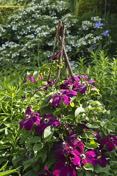 509044 - Clematis (Clematis Rouge Cardinal)