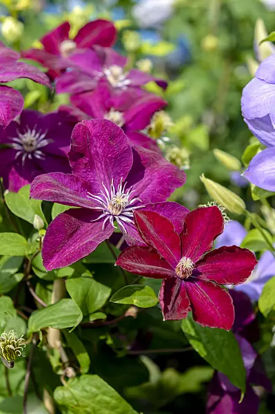 593053 - Clematis (Clematis Rouge Cardinal)