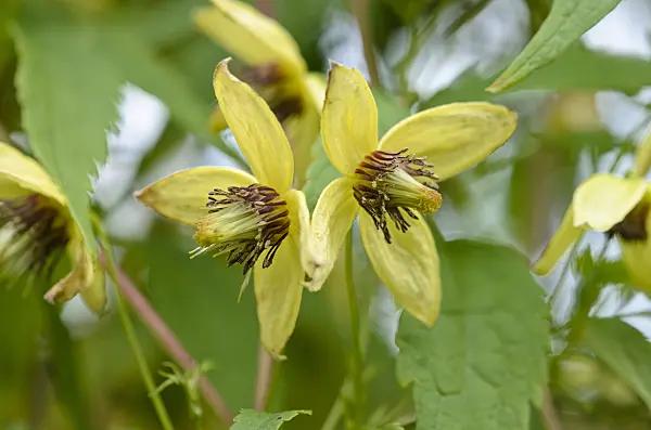 524170 - Clematis (Clematis serratifolia)