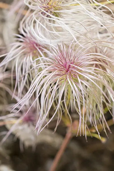 550021 - Clematis (Clematis serratifolia)