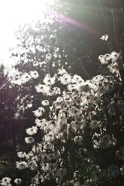 553006 - Clematis (Clematis serratifolia)