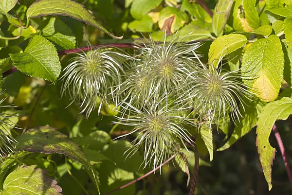 573108 - Clematis (Clematis serratifolia)